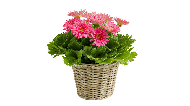 Pink Gerbera Daisies in Woven Pot
