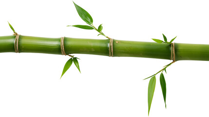 Green bamboo stalk with leaves and twine ties © Vetle