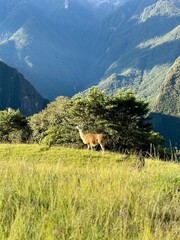 Obraz premium Llama in Machu Picchu