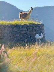 Obraz premium Llama in Machu Picchu