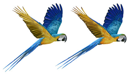 Two Blue and Yellow Macaws Flying © Femke