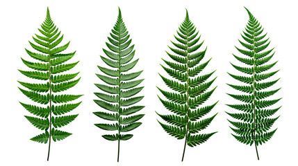 Obraz premium Four green fern leaves with serrated edges