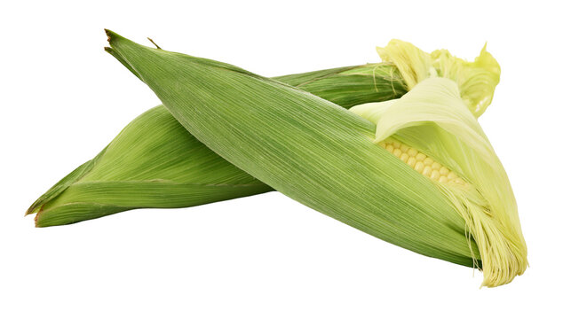 Two fresh corn cobs with green husks partially peeled