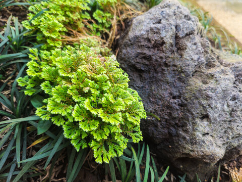 Close-up of Polyscias fruticosa ornamental foliage growing in a tropical garden. Elegant green leaves with fine texture create a lush natural background, captured in soft natural daylight.