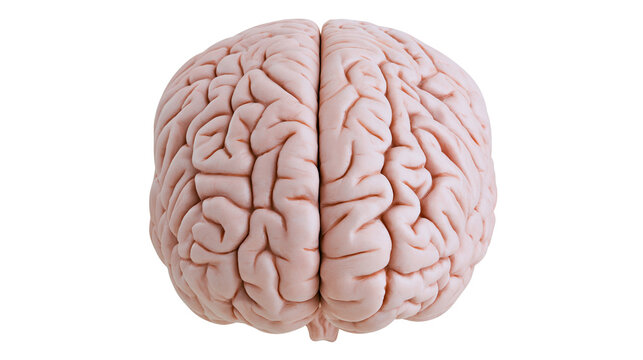 Human brain with visible gyri and sulci