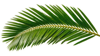 Vibrant green palm frond with delicate leaflets, isolated on transparent background © Viktor