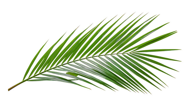 Green palm leaf with thin pointed leaflets