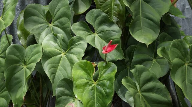Single red anthurium flower blooming among lush green heart shaped leaves background