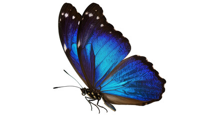 Vibrant blue morpho butterfly with iridescent wings, isolated on transparent background © Viktor