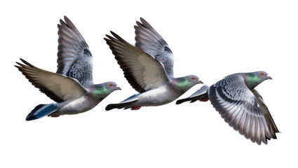 Obraz premium Three pigeons in flight wings spread, isolated on transparent background