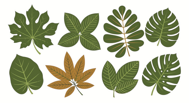 Set of eight diverse tropical rainforest leaves featuring monstera, lobed, and pinnate varieties in green and copper, isolated on white background, botanical vector asset set