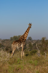 Obraz premium South African Giraffe in Savanna