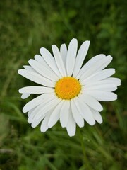 Fototapeta premium Oxeye Daisy (Leucanthemum Vulgare) near Burry Port, South Wales, U.K.