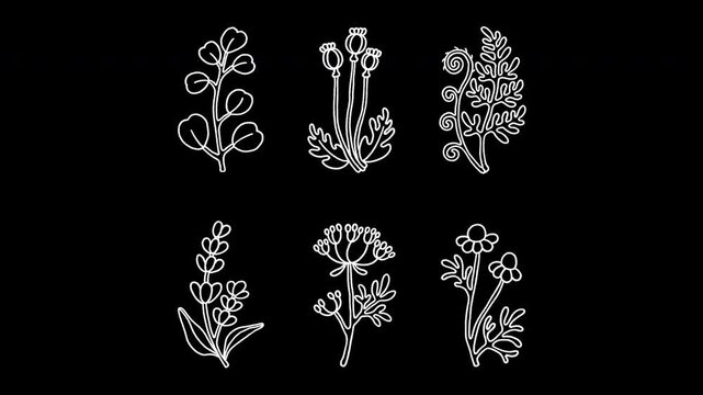 Alpha channel loopable 2D botanical pattern animation. Isolated white line art of lavender, chamomile, Queen Anne&rsquo;s lace, eucalyptus, poppy, fern. Chalk sketch, vibrating lines, wiggly doodle effect.