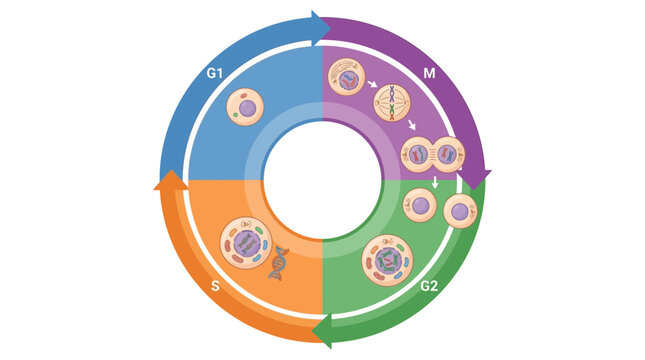 Cell cycle diagram showing mitosis and interphase stages.