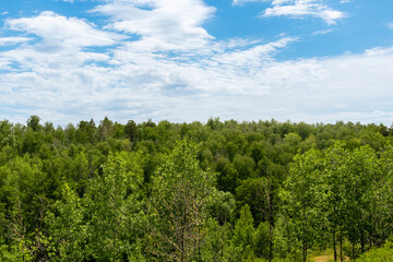 Fototapeta premium Lush green forest canopy under blue sky with clouds. Beautiful summer woodland landscape shot from high angle. Shot of dense treetops stretching to the horizon under a daytime sky with light clouds.