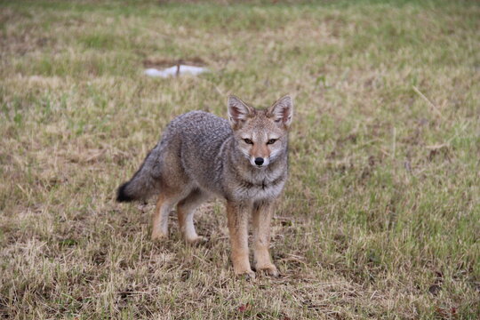 Raposa na Patag&ocirc;nia chilena 