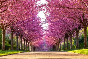Alleyway of blooming colorful japanese cherry trees (Prunus serrulata 'Kanzan') in Rombergpark garden in Dortmund on a sunny April morning. Panorama with vibrant pink flowering trees in perfect rows. © ON-Photography