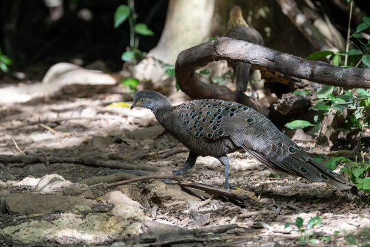 Grey Peacock-Pheasant, Kaeng Krachan