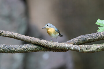 Fototapeta premium Female Indochinese Blue Flycatcher, Kaeng Krachan