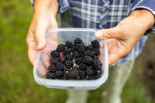 Close up of an elderly woman farmer hands carrying a transparent plastic container filled with ripe black blackberries harvested from a garden on a summer day.