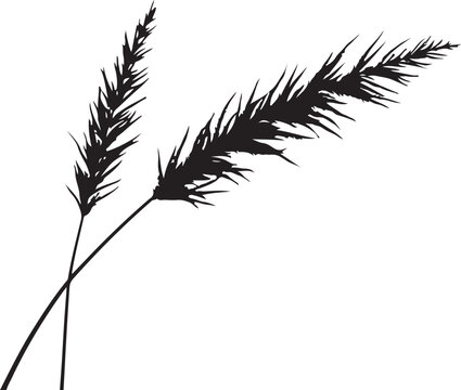 Black feather grass, silhouette plants, vector foliage, minimalist botanicals