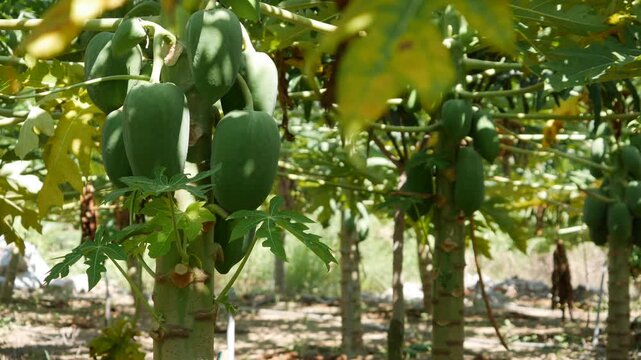 Green papaya fruits grow on trees in a plantation row with leafy background and soil between the plants. Agricultural yield.