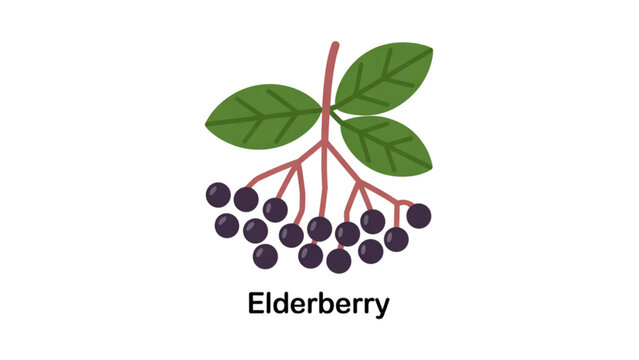 Fresh elderberry plant with purple berries and green leaves