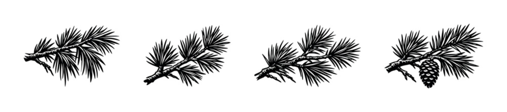 Vintage illustration of pine branches with needles and a cone