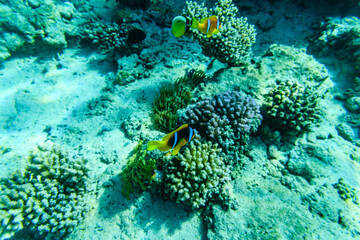 Colonies of corals and Red Sea Clownfish (Amphiprion bicinctus) at coral reef in Red sea © ihorbondarenko