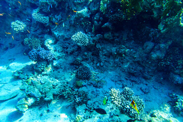 Colonies of the corals and tropical fishes at coral reef in Red sea © ihorbondarenko