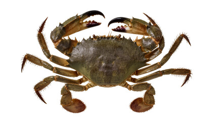 Mud crab with sharp claws and spiky legs © Solene