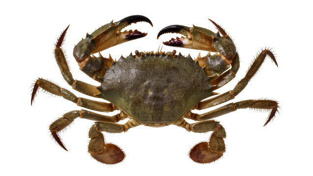 Mud crab with sharp claws and spiky legs