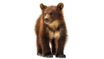 Brown bear cub standing on white © Solene