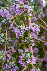 Obraz premium Close-up of a flowering cluster of Buddleja alternifolia (alternate-leaved butterfly bush) in full bloom during late spring, showing delicate cascading purple blossoms. 3