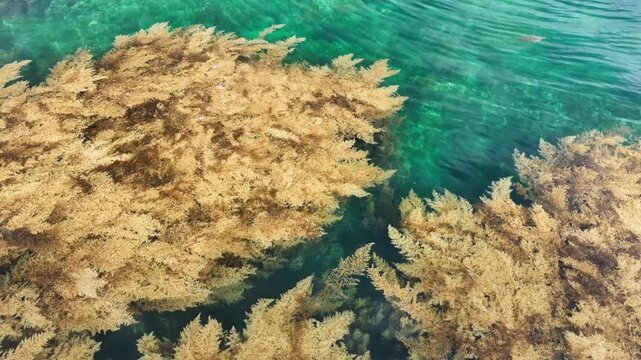 Sargassum beds in clear water, Hon Kho, Quy Nhon, Vietnam