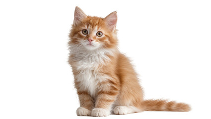 Fluffy orange tabby kitten sitting © Solene