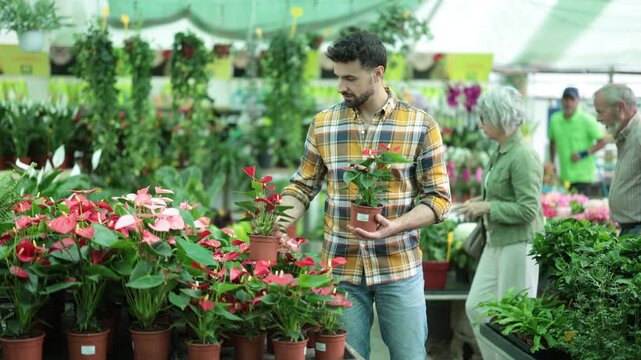 Adult male customer examines potted anthurium with glossy red flowers while shopping at flower shop