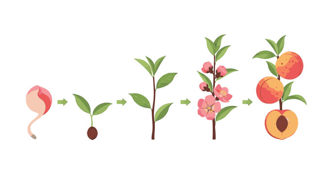 Botanical sequence of a peach tree growth cycle from germinating seed and seedling to young sapling, pink spring blossoms, and mature fruit with cross-section on white background.