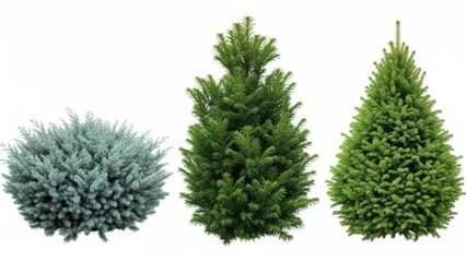 Fototapeta premium Three different types of christmas trees