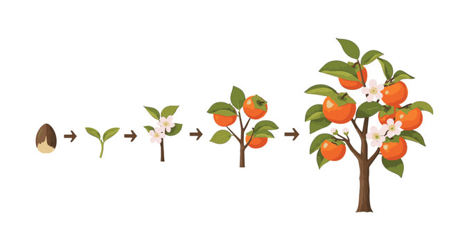Persimmon tree life cycle vector illustration displaying biological stages from seed and sprout to flowering branch and mature tree bearing ripe orange fruit on white.