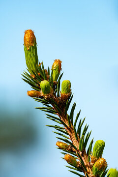 Detailed macro photography of fresh green coniferous tree buds (Picea abies) growing on a branch in early spring. Capturing the delicate botanical textures of wild evergreen plants.