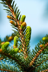 Beautiful close-up of a coniferous evergreen pine branch featuring multiple vibrant green new growth buds against a blue sky. Capturing the fresh and healthy plant life in springtime. © Buğra Kaan Ersoy