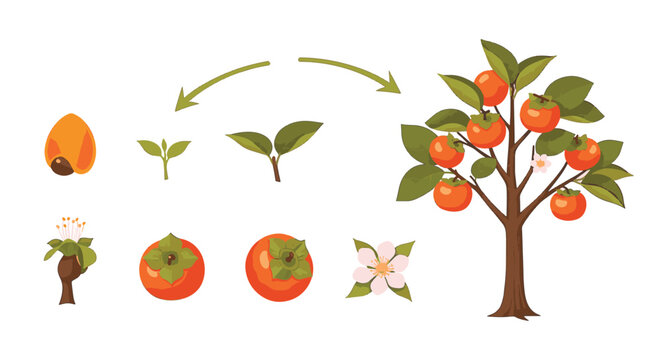 Botanical life cycle of a persimmon tree illustrating seed germination, seedling growth, mature fruiting tree, blossoms, and ripe orange fruit stages on white background.