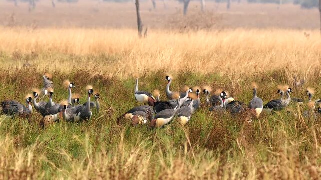 large number of grey crowned crane, Balearica regulorum, gather in Zambia in savannah 149