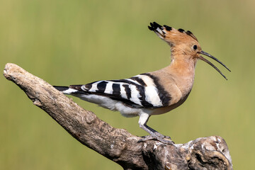 Upupa (Upupa epops) © tizianozennaro