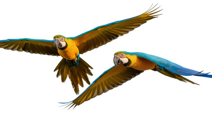 Two blue and yellow macaws flying with wings spread wide, isolated on transparent background © Denis