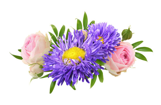 Purple aster flowers and pink roses with eucalyptus green leaves in a floral arrangement isolated on white or transparent background