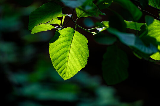 Stunning macro photography of a single vibrant green beech tree leaf (Fagus sylvatica) beautifully backlit by warm sunlight against a dark blurred forest background. Perfect nature texture.