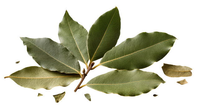 Fresh green bay laurel leaves on a stem, isolated on transparent background